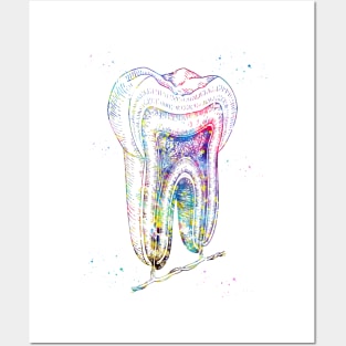 Human tooth structure Posters and Art